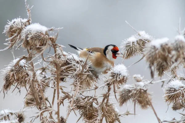 Goldfinch Siedzi Oset Śnieżny Szuka Żywności — Zdjęcie stockowe