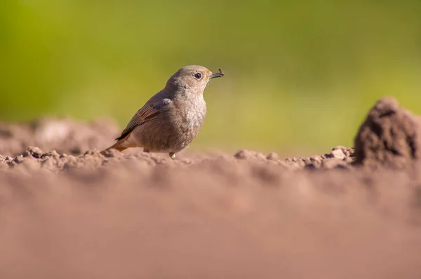 Hausrotschwanz Weibchen Auf Nahrungssuche Auf Einem Frisch Gepflügten Feld — Stockfoto