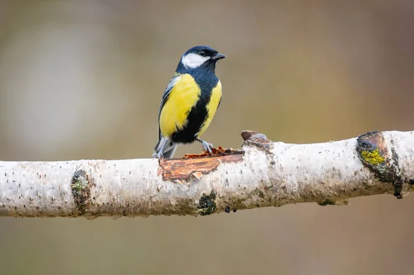 Great Tit Sits Branch — Stock Photo, Image