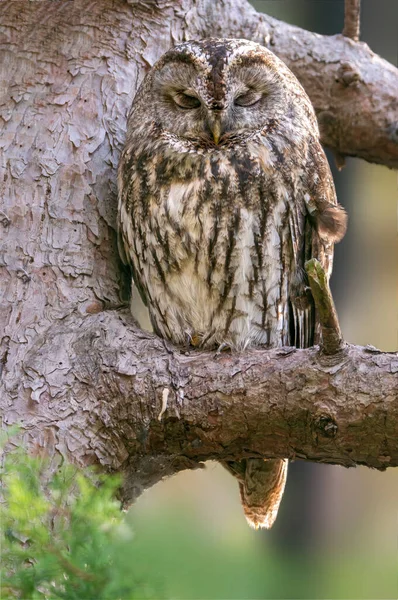 Tawny Owl Sits Branch Tree — Stockfoto