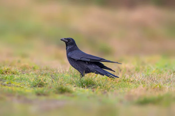 Common Northern Raven Looking Food Meadow — Stock Photo, Image