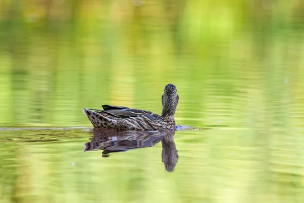 一只雌性野鸭在湖上游泳 — 图库照片