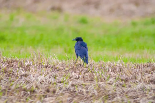 共通のカラスが畑で食料を探しています — ストック写真