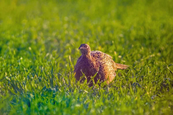 牧草地で若いキジの鶏が — ストック写真