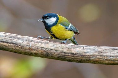 a great tit sits on a branch