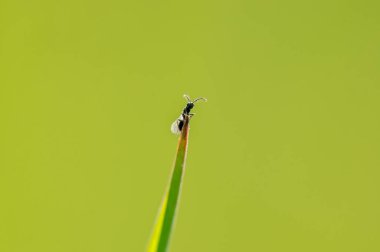 a fly sits on a stalk in a meadow