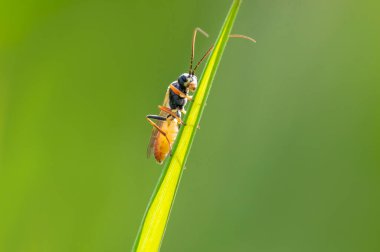 a wasp sits on a stalk in a meadow
