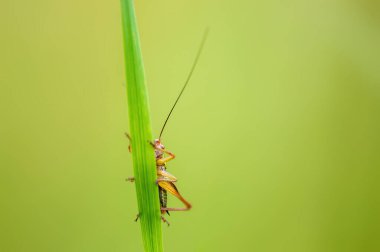 a green grasshopper sits on a stalk in a meadow