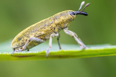 a yellow weevil sits on a leaf in a meadow