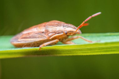 a brown bug sits on a stalk in a meadow