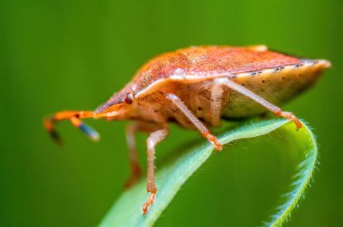 a brown bug sits on a stalk in a meadow
