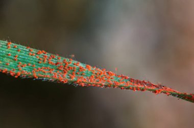 red spider mites sit in a spider web