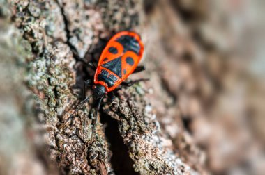a fire bug sits on the bark of a tree