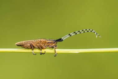 a longhorn beetle sits on a stalk in a meadow