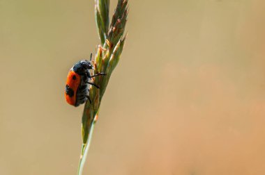 a ant bag beetle sits on a stalk in a meadow