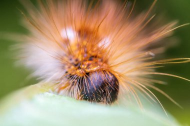 a caterpillar sits on a leaf in a meadow
