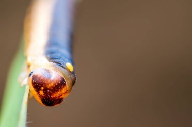 a caterpillar sits on a stalk in a meadow