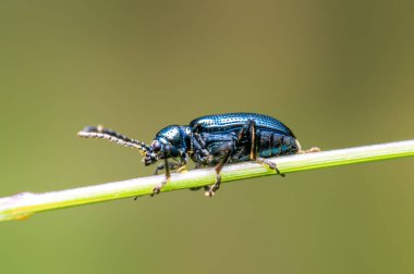 a black beetle sits on a stalk in a meadow
