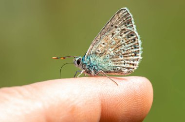 a common blue butterfly sits on a finger