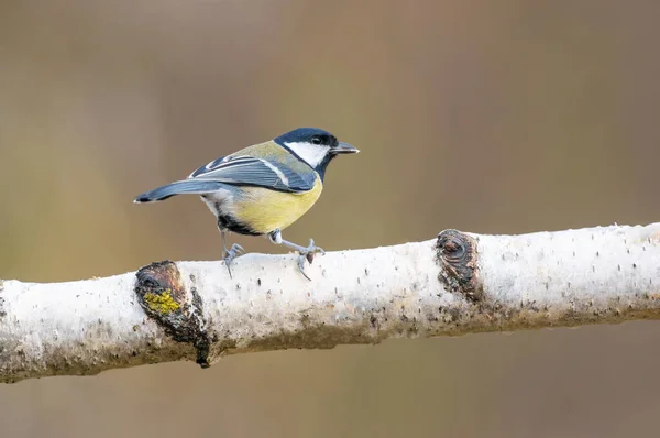 Grand Mésange Est Assis Sur Une Branche — Photo