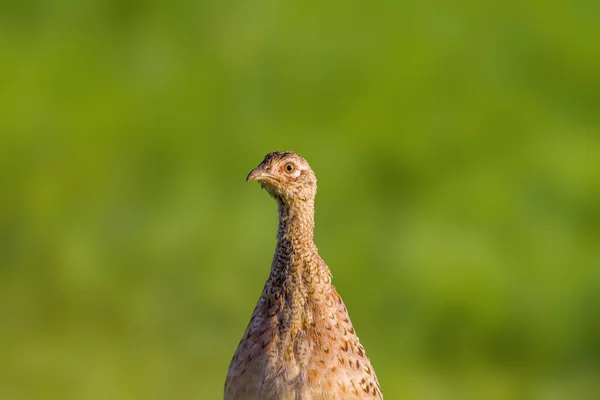 Курица Фазан Лугу — стоковое фото