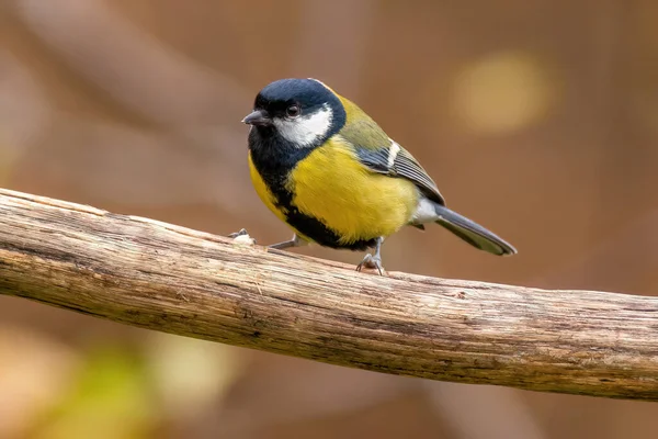 Great Tit Sits Branch — Zdjęcie stockowe