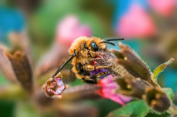 Bee Sits Flower Meadow — ストック写真