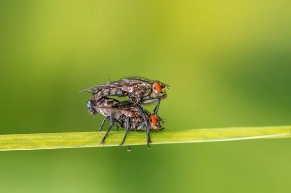 Two Flies Sit Blade Grass Mate — Zdjęcie stockowe