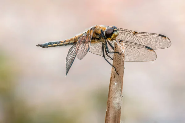 Anisoptera Dragonfly Sits Stalk Meadow — Stockfoto