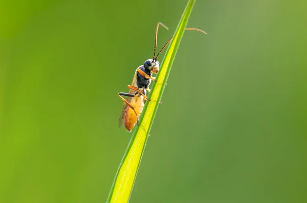 Wasp Sits Stalk Meadow — ストック写真