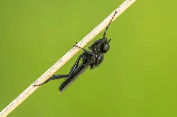 March Fly Sits Blade Grass Meadow — Stockfoto