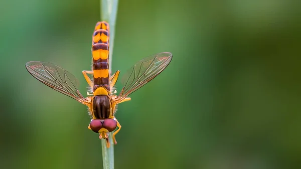 Hoverfly Sits Blade Grass Meadow — Stock fotografie