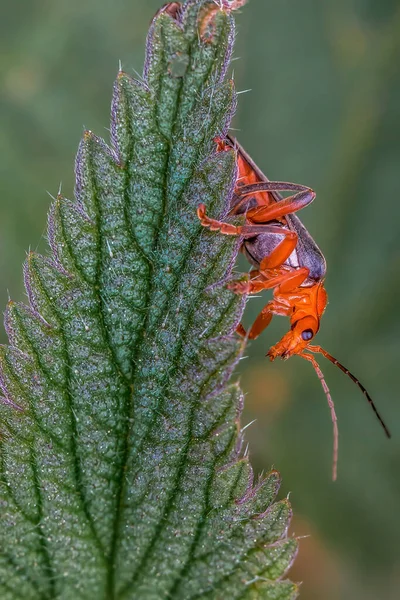 Red Bloodsucker Beetle Sits Leaf Meadow — Stockfoto
