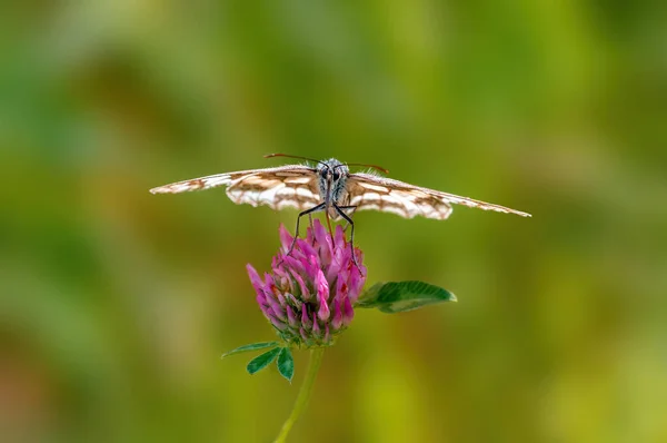 Marbled White Sitting Flower Meadow — Photo