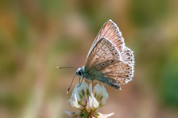 Common Blue Butterfly Sits Flower Meadow — Φωτογραφία Αρχείου
