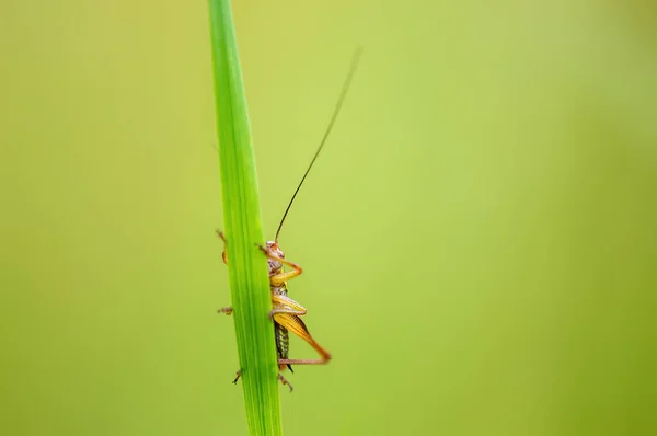 Green Grasshopper Sits Stalk Meadow — Stock Fotó