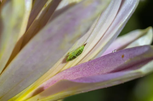 Cicada Sits Stalk Meadow — Stockfoto