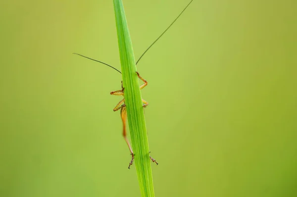 Green Grasshopper Sits Stalk Meadow — ストック写真