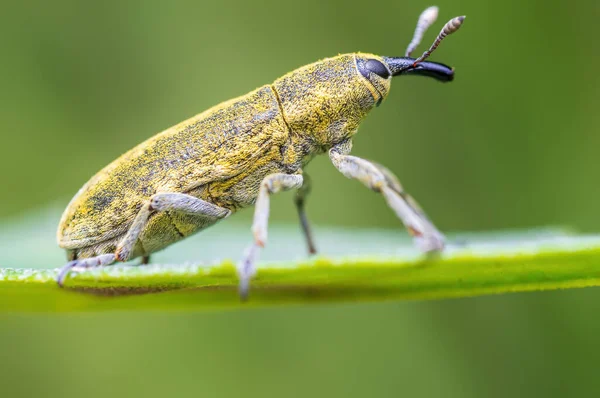 Yellow Weevil Sits Leaf Meadow — Photo