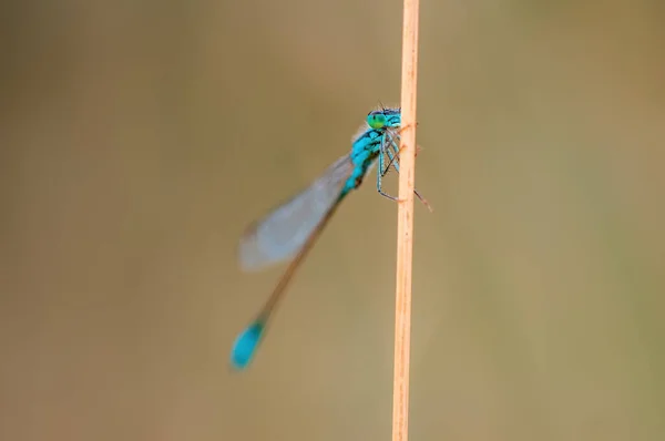Blue Damselfly Dragonfly Sits Stalk Meadow — Stockfoto