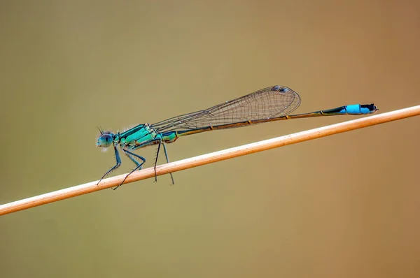 Blue Damselfly Dragonfly Sits Stalk Meadow — Stockfoto