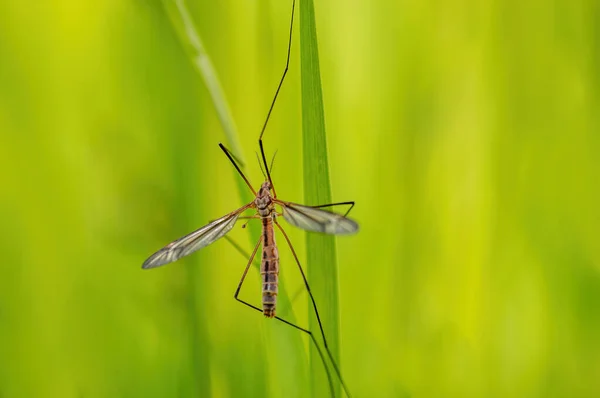 Crane Fly Sits Blades Grass Meadow — Stockfoto