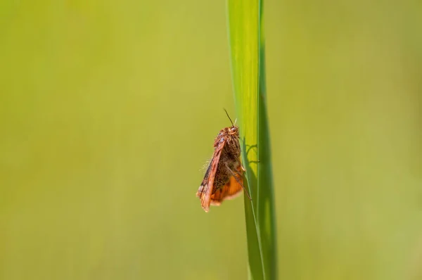 Moth Sits Stalk Meadow — ストック写真