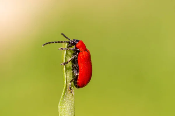 Red Lily Beetle Sits Leaf — Stockfoto