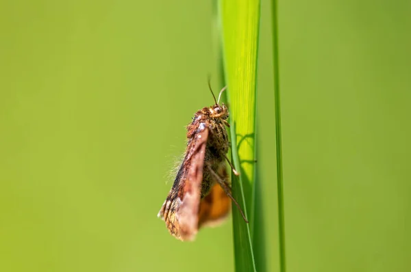 Moth Sits Stalk Meadow — Zdjęcie stockowe