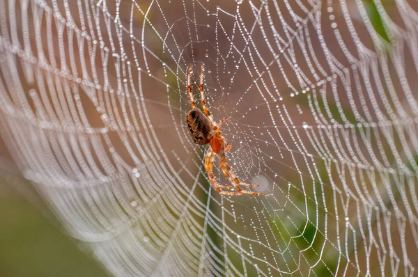 Spider Sits Its Web Waits Prey — Fotografia de Stock