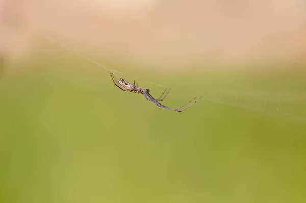 Spider Sits Its Web Waits Prey — Stock Fotó