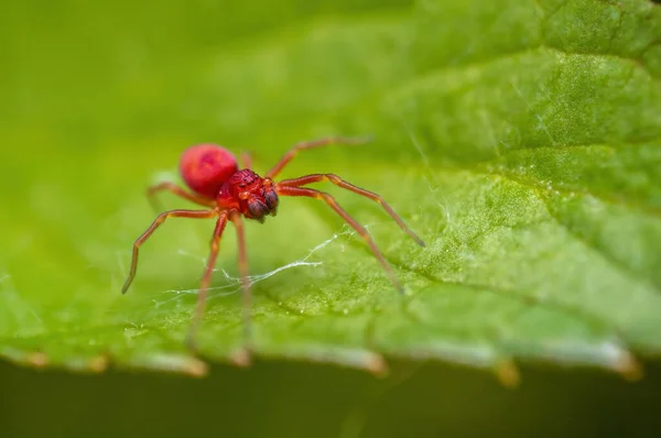 Small Red Spider Waiting Its Prey Leaf — Fotografia de Stock