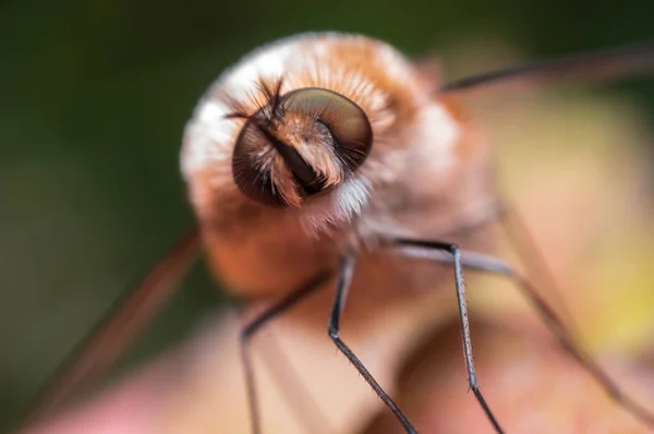 Bee Fly Sitting Leaf Meadow — Foto Stock