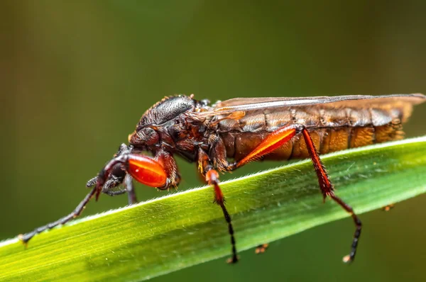 March Fly Sits Blade Grass Meadow — Stockfoto